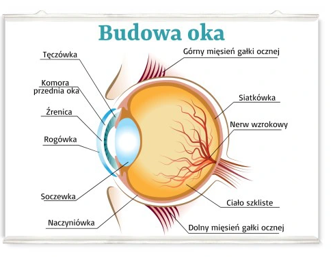 Plakat edukacyjny - budowa oka