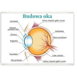 Plakat edukacyjny - budowa oka